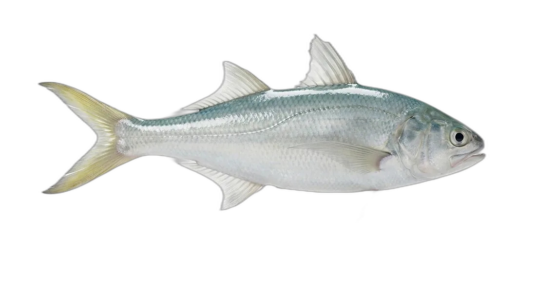 Sixfinger Threadfin