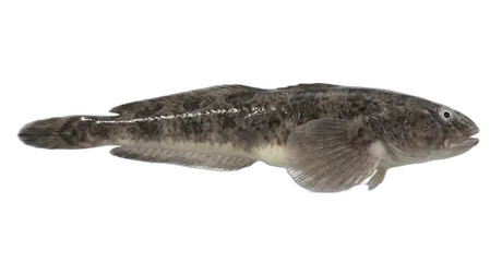 Skilfish