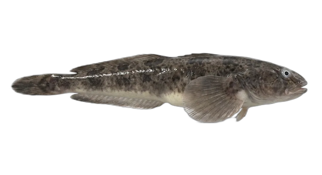 Skilfish