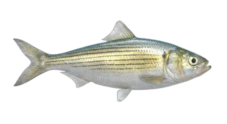 Skipjack Shad