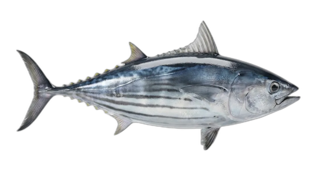 Skipjack Tuna