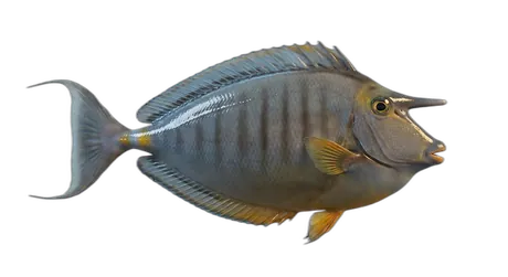Sleek Unicornfish