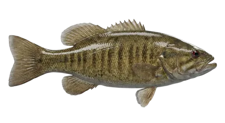 Smallmouth Bass