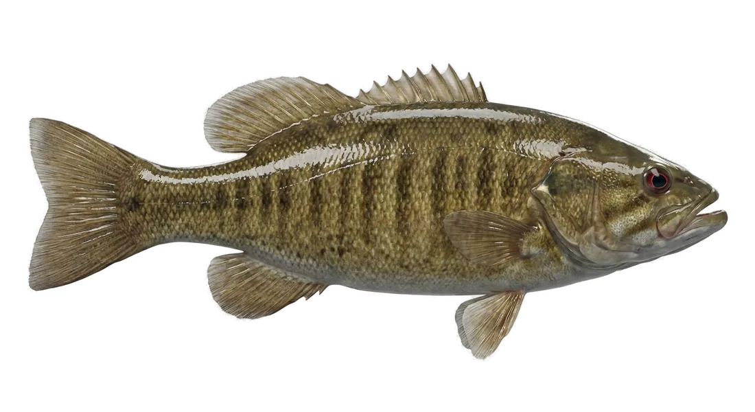 Smallmouth Bass