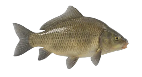 Smallmouth Buffalo