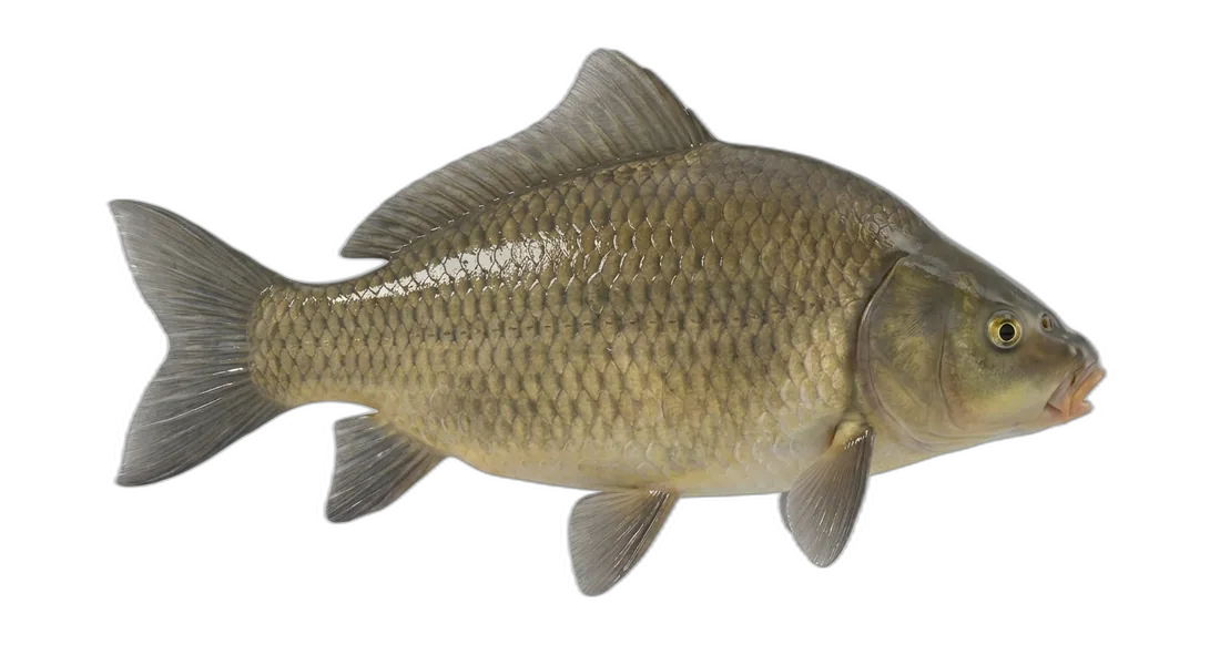 Smallmouth Buffalo