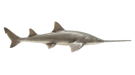 Smalltooth Sawfish