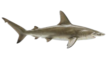 Smooth Hammerhead