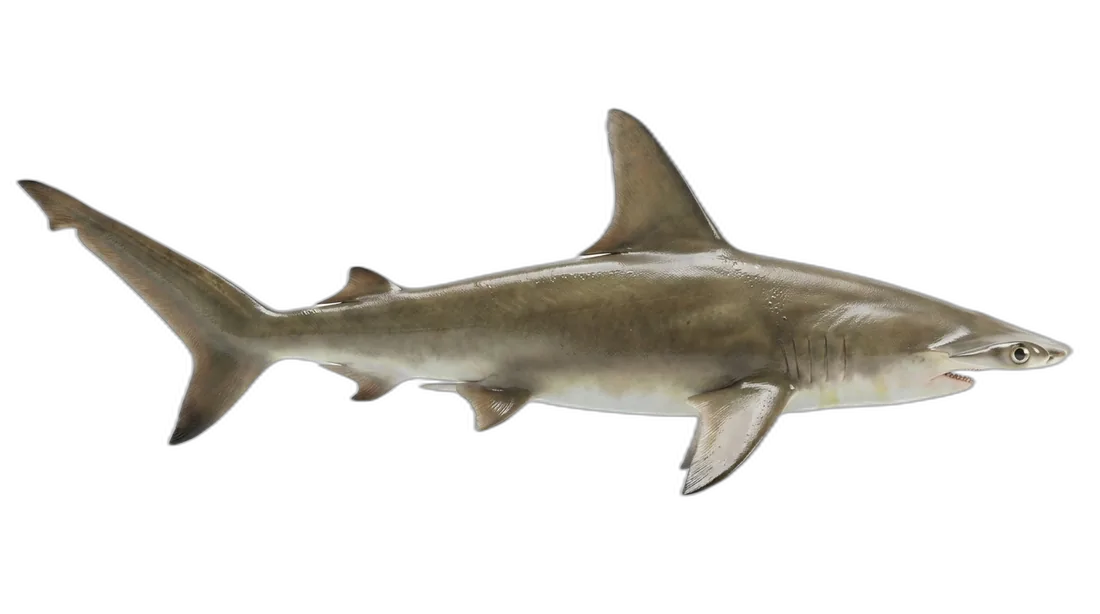 Smooth Hammerhead