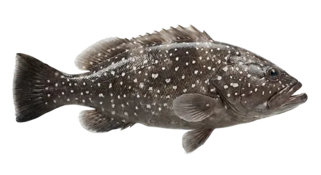Snowy Grouper
