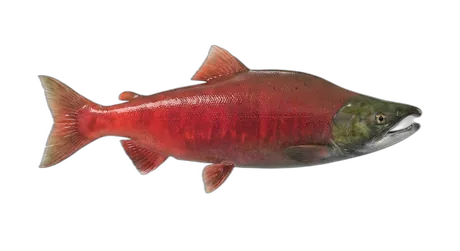 Sockeye Salmon