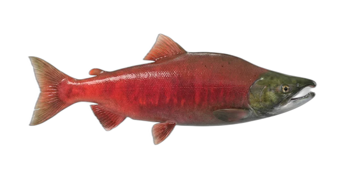 Sockeye Salmon