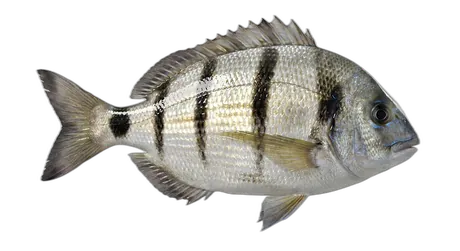 South American Silver Porgy