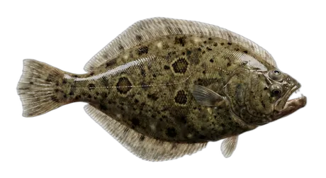 Southern Flounder