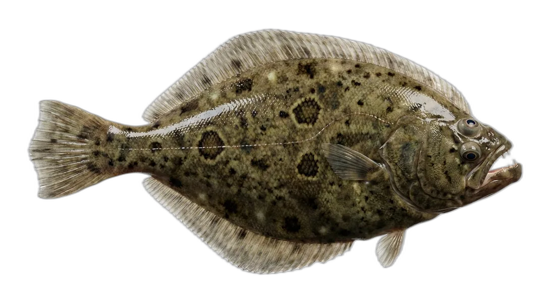 Southern Flounder