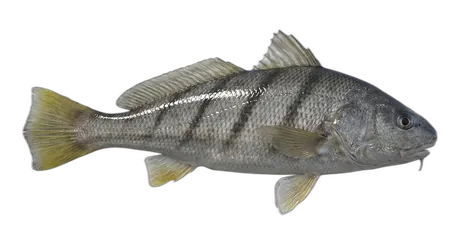 Southern Kingfish