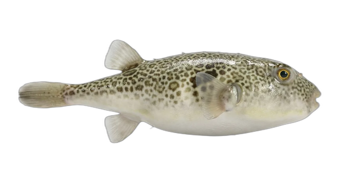 Southern Puffer