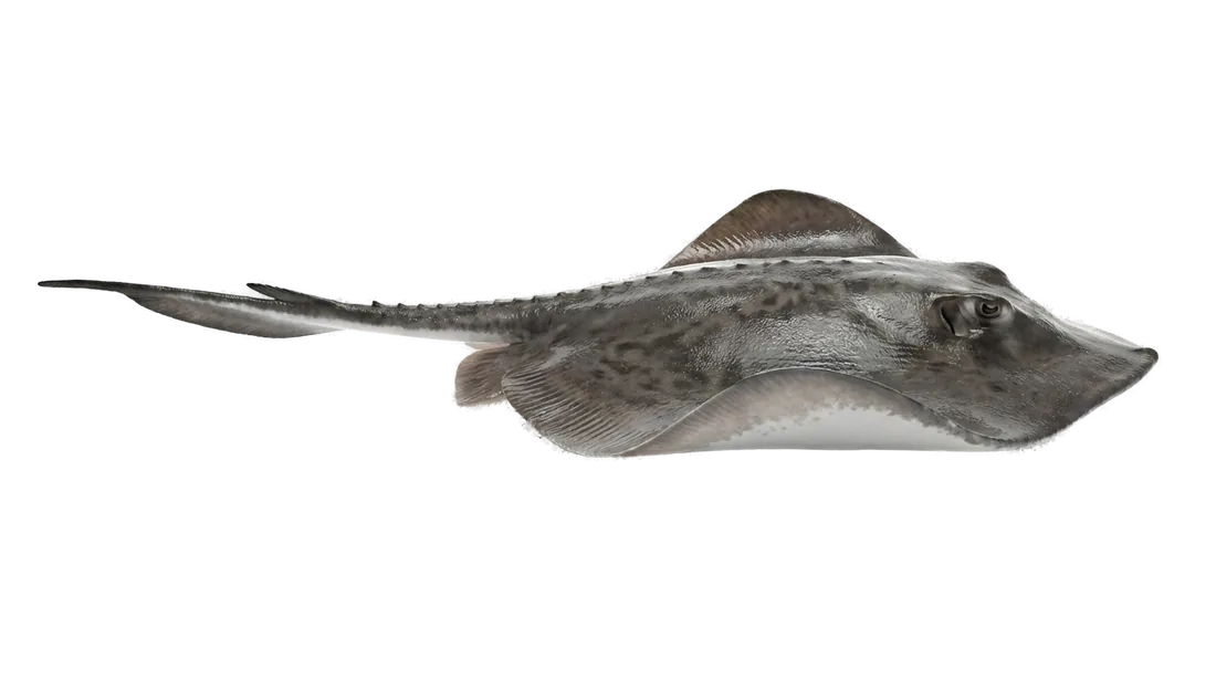 Southern Stingray