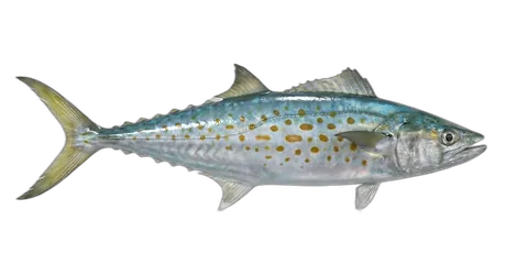 Spanish Mackerel