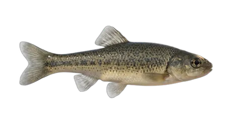 Speckled Dace