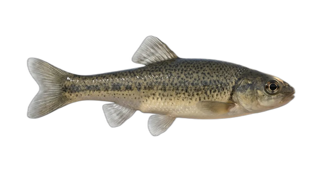 Speckled Dace