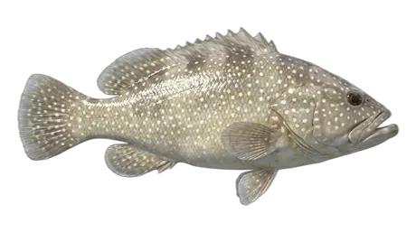 Speckled Hind