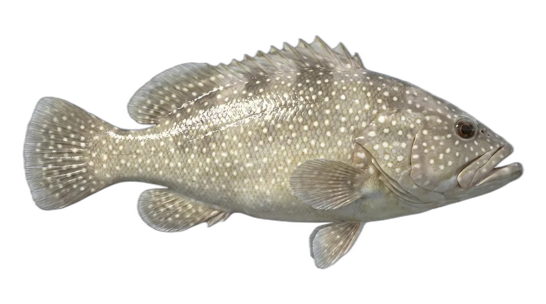 Speckled Hind