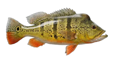Speckled Pavon