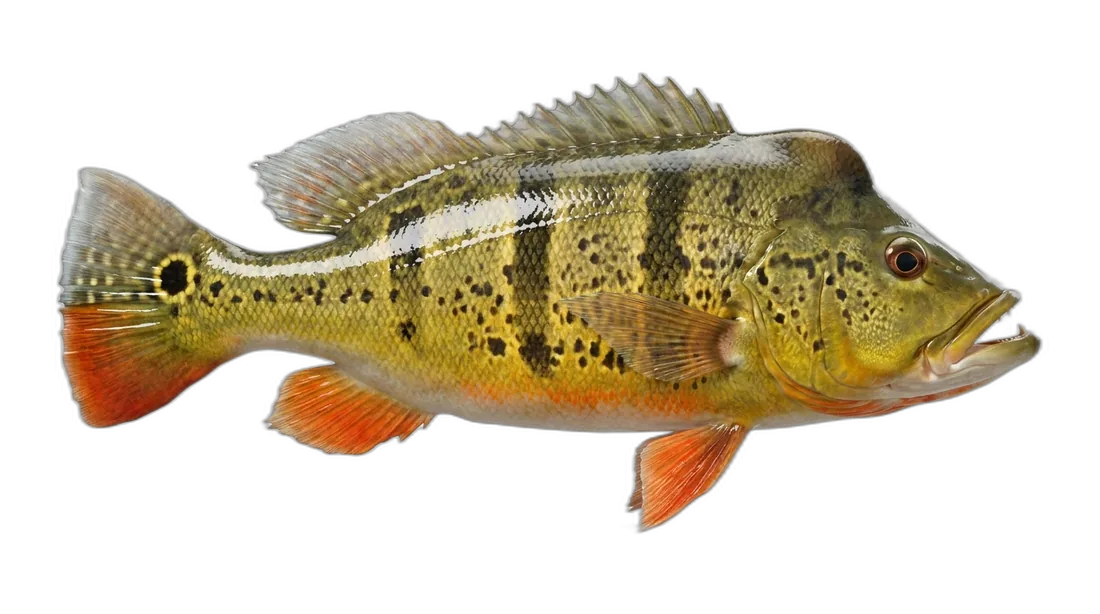Speckled Pavon