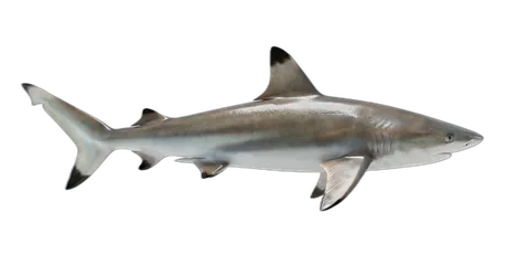 Spinner Shark