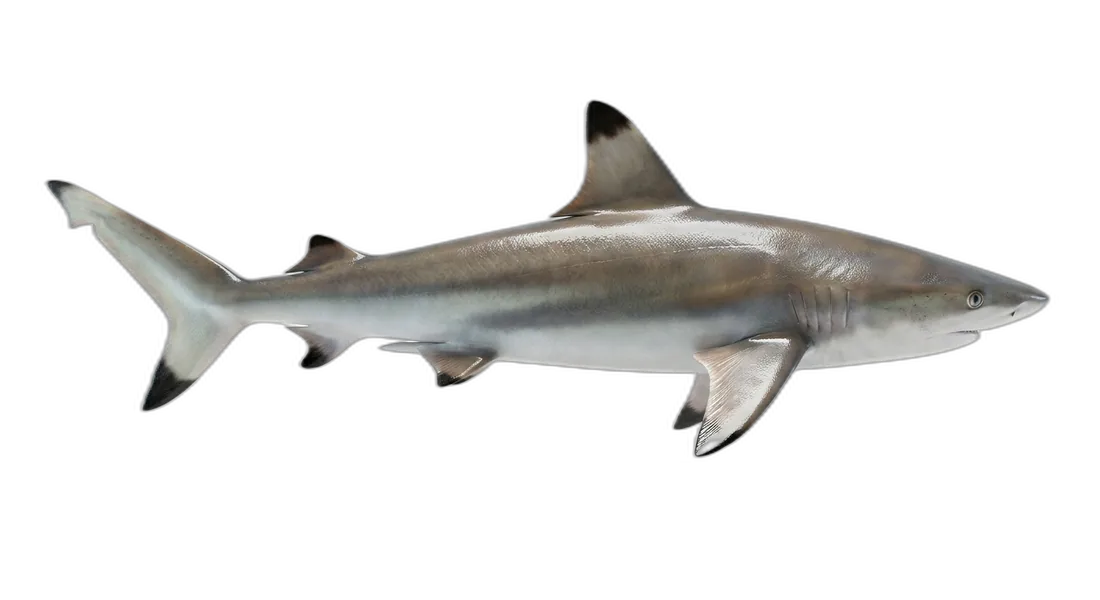 Spinner Shark