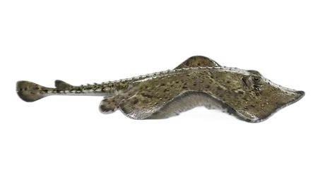 Spiny Butterfly Ray