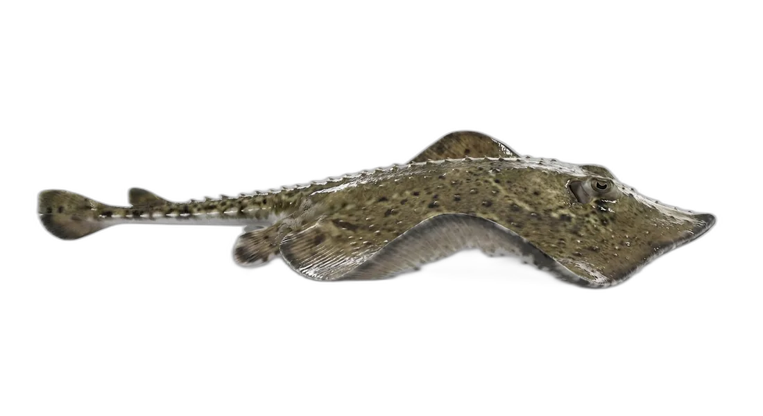 Spiny Butterfly Ray