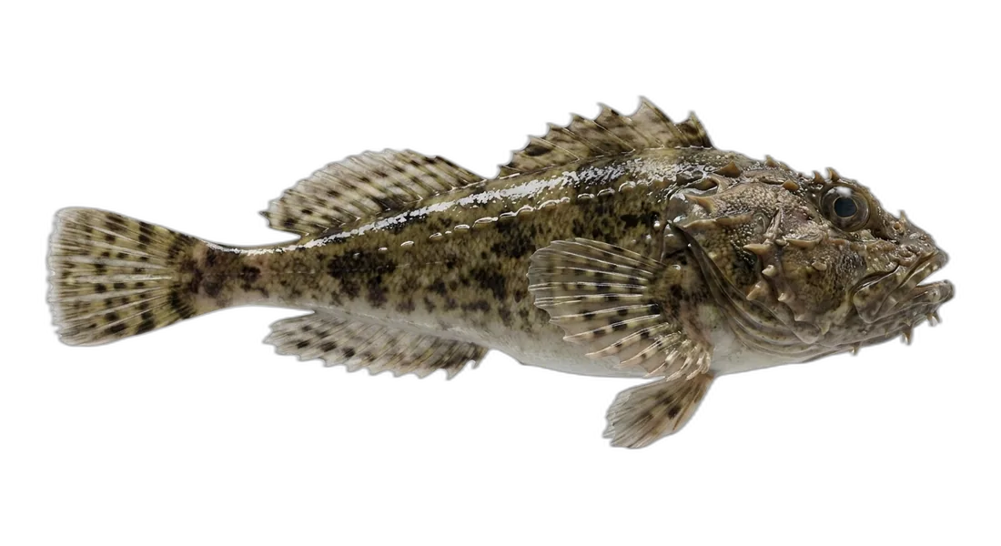 Spinyhead Sculpin
