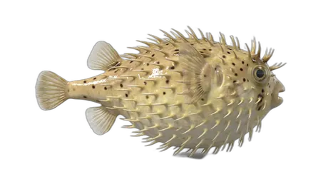 Spot-Fin Porcupinefish