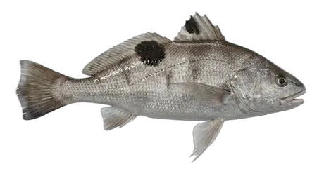 Spotfin Croaker