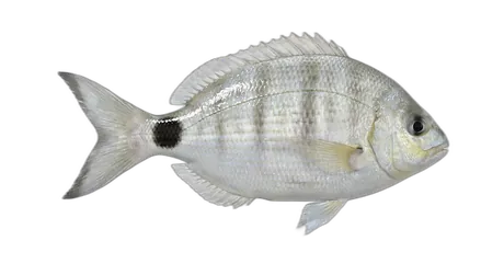 Spottail Pinfish