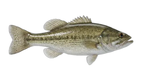 Spotted Bass