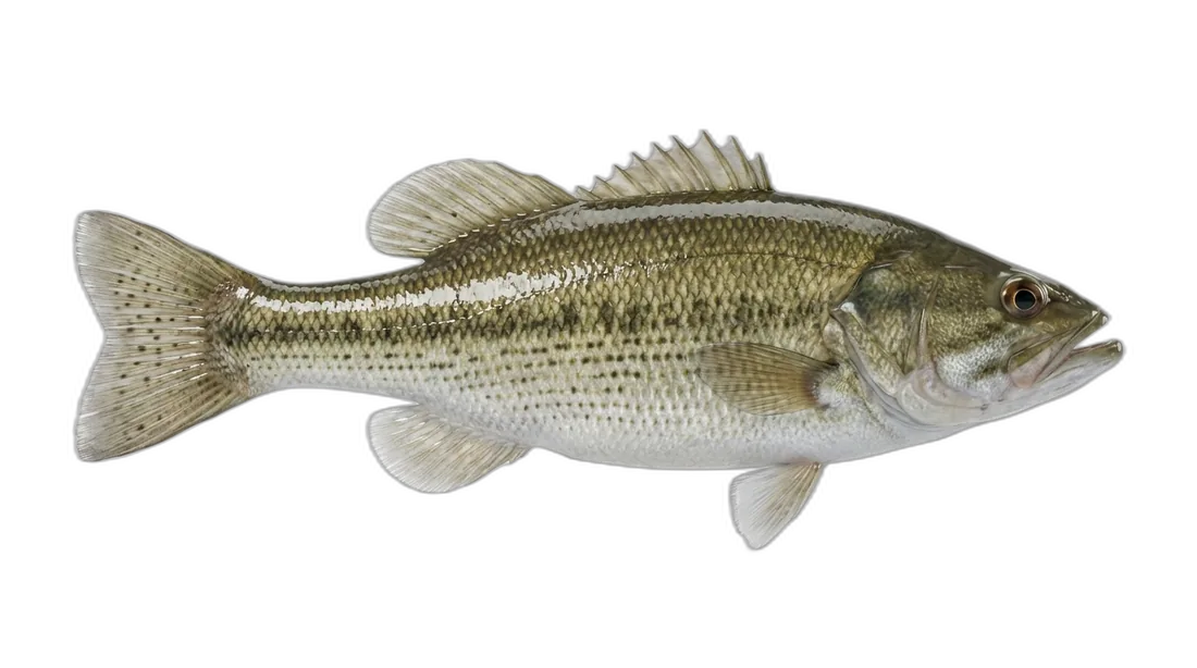 Spotted Bass
