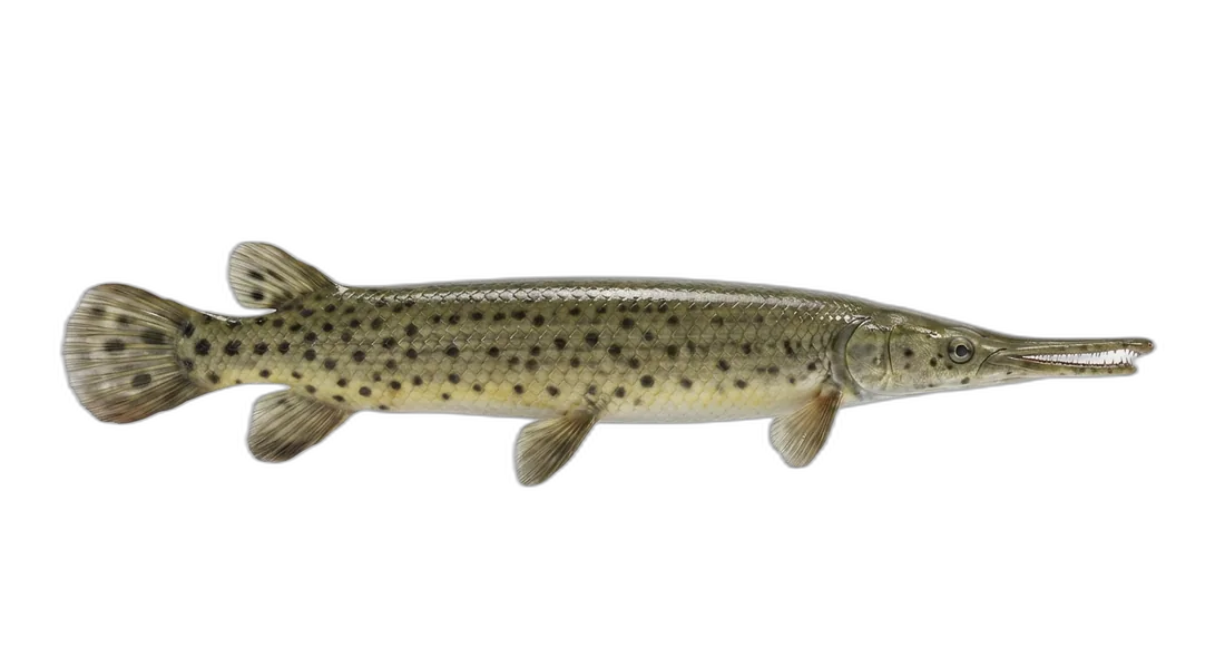 Spotted Gar