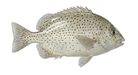 Spotted Knifejaw