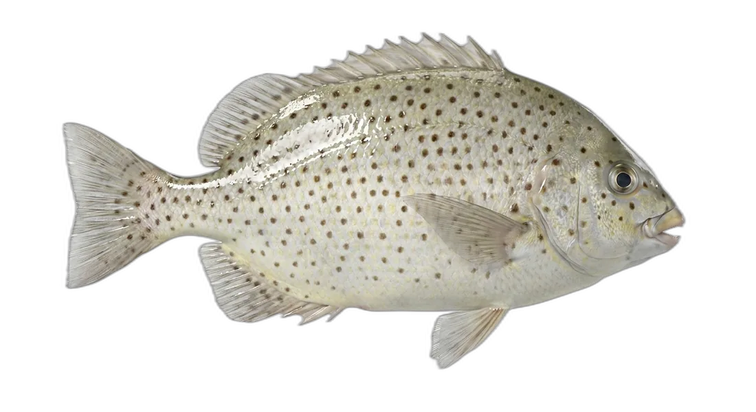 Spotted Knifejaw