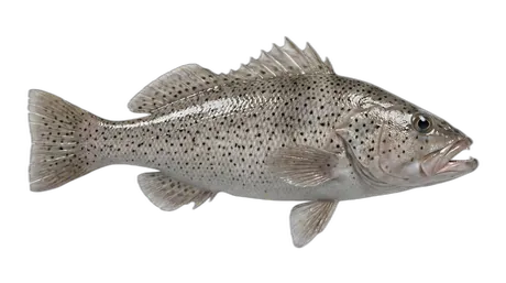 Spotted Sand Bass