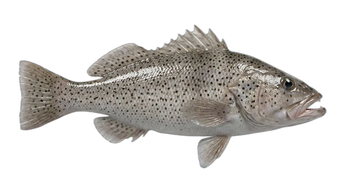 Spotted Sand Bass