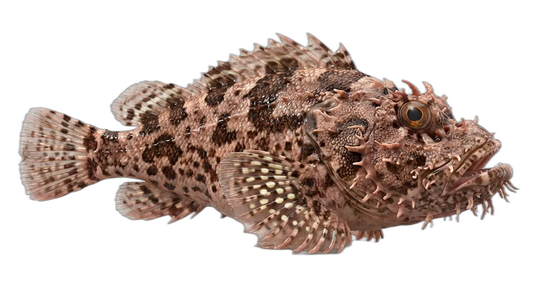 Spotted Scorpionfish