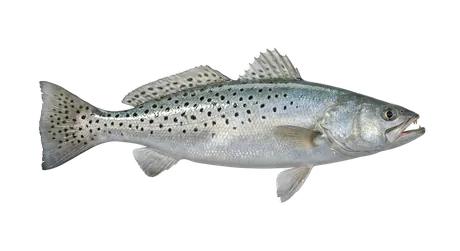 Spotted Seatrout
