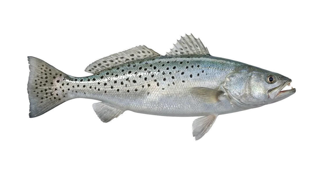 Spotted Seatrout