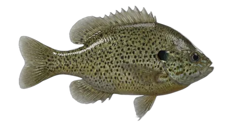 Spotted Sunfish
