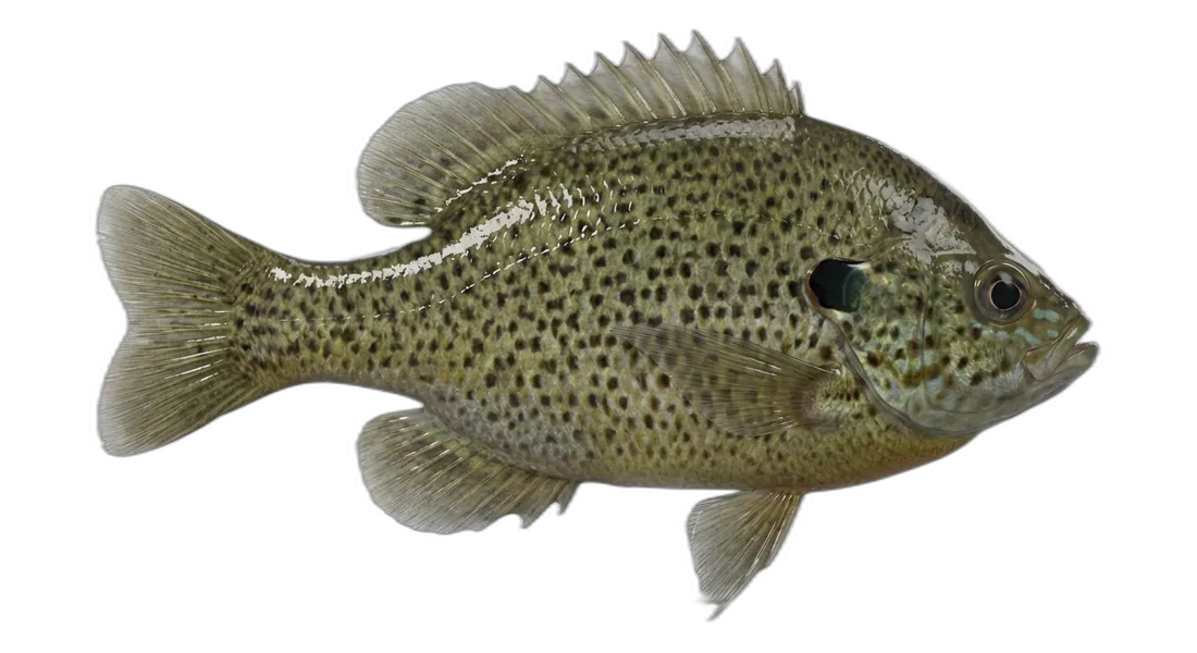 Spotted Sunfish