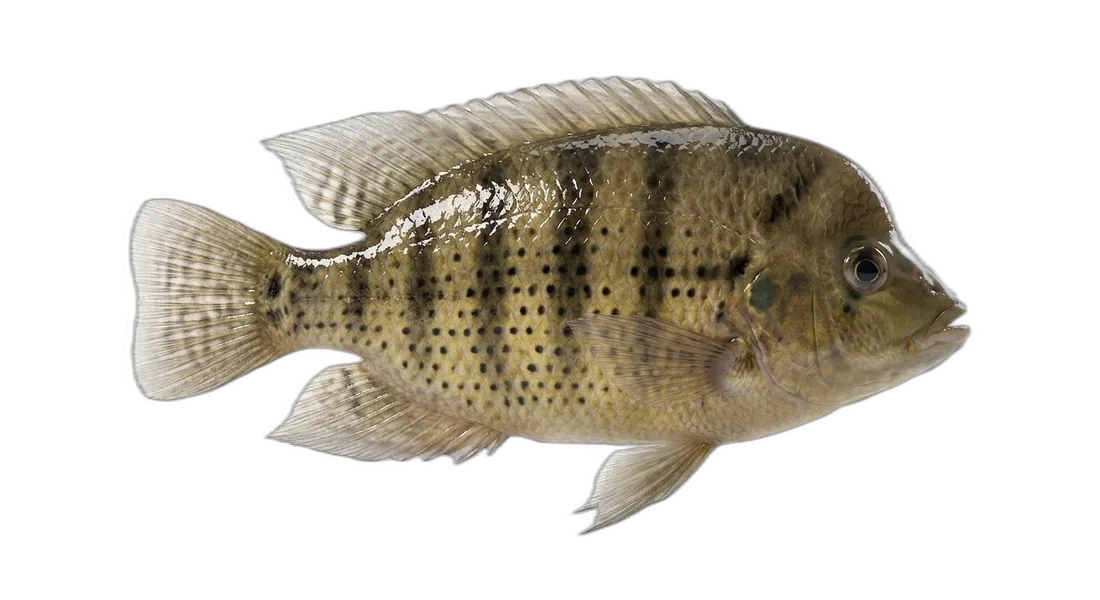 Spotted Tilapia